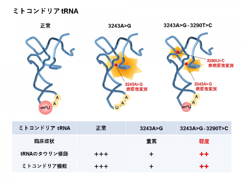 ミトコンドリア病の内分泌疾患｜ある内科医のまとめ